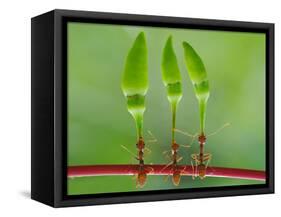 Chili Cilider Team-Yahya Taufikurrahman-Framed Stretched Canvas