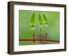 Chili Cilider Team-Yahya Taufikurrahman-Framed Photographic Print