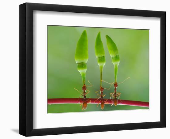 Chili Cilider Team-Yahya Taufikurrahman-Framed Photographic Print