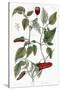 Chili Pepper, 1735-Elizabeth Blackwell-Stretched Canvas