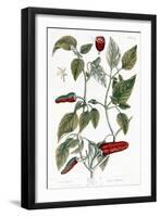Chili Pepper, 1735-Elizabeth Blackwell-Framed Giclee Print