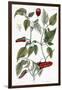 Chili Pepper, 1735-Elizabeth Blackwell-Framed Giclee Print