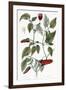 Chili Pepper, 1735-Elizabeth Blackwell-Framed Giclee Print