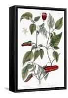 Chili Pepper, 1735-Elizabeth Blackwell-Framed Stretched Canvas