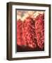 Chili Pepper Ristras, Santa Fe, New Mexico-Walter Bibikow-Framed Photographic Print