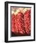 Chili Pepper Ristras, Santa Fe, New Mexico-Walter Bibikow-Framed Photographic Print