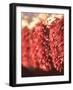 Chili Pepper Ristras, Santa Fe, New Mexico-Walter Bibikow-Framed Photographic Print