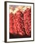 Chili Pepper Ristras, Santa Fe, New Mexico-Walter Bibikow-Framed Photographic Print