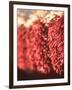 Chili Pepper Ristras, Santa Fe, New Mexico-Walter Bibikow-Framed Photographic Print