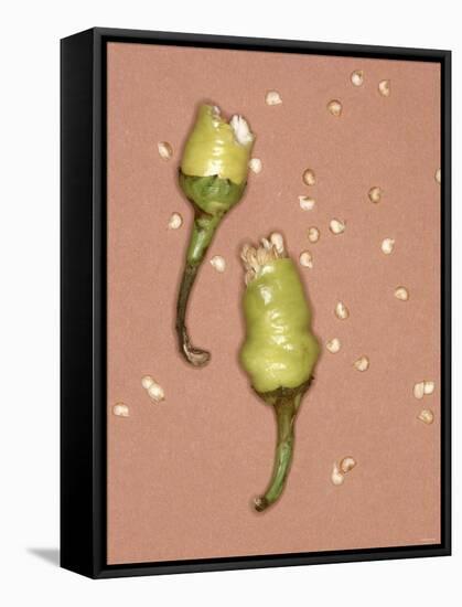 Chili Pepper with Seeds-Alexander Feig-Framed Stretched Canvas