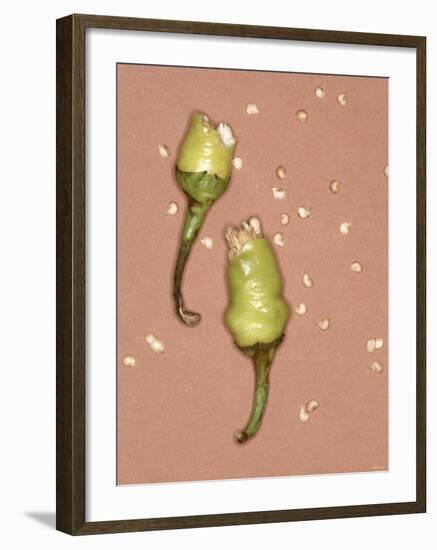 Chili Pepper with Seeds-Alexander Feig-Framed Photographic Print