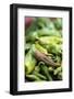 Chili Peppers at Market-Stuart Westmorland-Framed Photographic Print