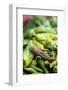 Chili Peppers at Market-Stuart Westmorland-Framed Photographic Print