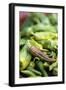 Chili Peppers at Market-Stuart Westmorland-Framed Photographic Print