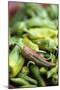 Chili Peppers at Market-Stuart Westmorland-Mounted Photographic Print