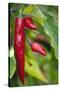 Chili Peppers (Capsicum Annum)-Maria Mosolova-Stretched Canvas