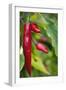 Chili Peppers (Capsicum Annum)-Maria Mosolova-Framed Photographic Print