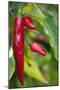 Chili Peppers (Capsicum Annum)-Maria Mosolova-Mounted Photographic Print