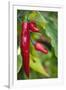 Chili Peppers (Capsicum Annum)-Maria Mosolova-Framed Photographic Print