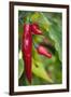 Chili Peppers (Capsicum Annum)-Maria Mosolova-Framed Photographic Print