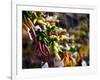 Chili Peppers in Pike Place Market, Seattle, WA-Walter Bibikow-Framed Photographic Print