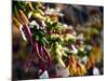 Chili Peppers in Pike Place Market, Seattle, WA-Walter Bibikow-Mounted Photographic Print