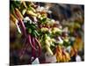 Chili Peppers in Pike Place Market, Seattle, WA-Walter Bibikow-Mounted Photographic Print