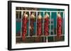 Chili Peppers on Mescalero Apache Indian Reservation near Ruidoso and Alto, New Mexico-null-Framed Photographic Print