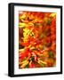 Chili Peppers, Seattle Public Market, Washington, USA-Michele Westmorland-Framed Photographic Print