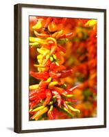 Chili Peppers, Seattle Public Market, Washington, USA-Michele Westmorland-Framed Photographic Print