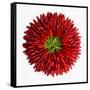 Chili Peppers-null-Framed Stretched Canvas