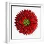 Chili Peppers-null-Framed Photographic Print