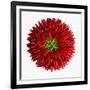 Chili Peppers-null-Framed Photographic Print