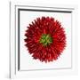 Chili Peppers-null-Framed Photographic Print