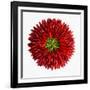 Chili Peppers-null-Framed Photographic Print