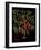 Chili Peppers-Mindy Sommers-Framed Giclee Print