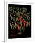 Chili Peppers-Mindy Sommers-Framed Giclee Print