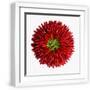 White Frame