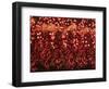 Chili Ristra, Santa Fe, New Mexico, USA-Julian McRoberts-Framed Photographic Print