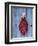 Chili Ristra, Santa Fe, New Mexico, USA-Julian McRoberts-Framed Photographic Print