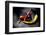 Chili-Fabio Petroni-Framed Photographic Print