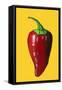 ‘Chilli’  acrylic on board-Sarah Thompson-Engels-Framed Stretched Canvas