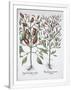Gramercy White