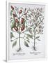Gramercy White