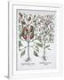 Gramercy White