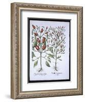 Chilli Pepper Plants, from the Hortus Eystettensis by Basil Besler-null-Framed Giclee Print