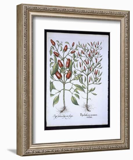 Chilli Pepper Plants, from the Hortus Eystettensis by Basil Besler-null-Framed Giclee Print