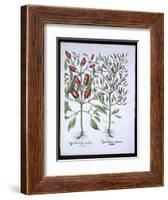 Chilli Pepper Plants, from the Hortus Eystettensis by Basil Besler-null-Framed Giclee Print