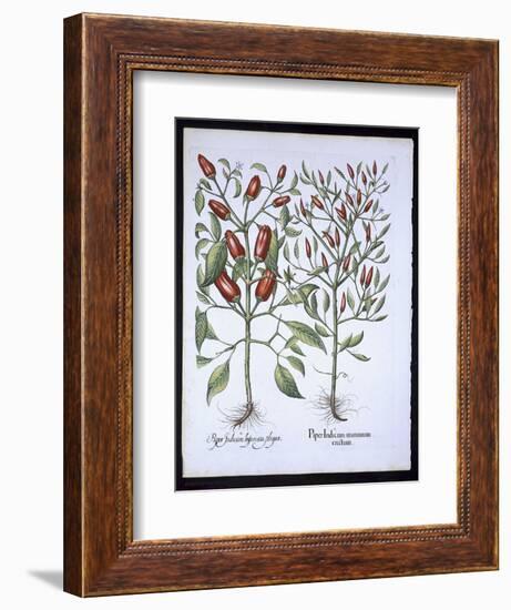 Chilli Pepper Plants, from the Hortus Eystettensis by Basil Besler-null-Framed Giclee Print