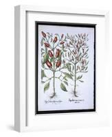 Chilli Pepper Plants, from the Hortus Eystettensis by Basil Besler-null-Framed Giclee Print